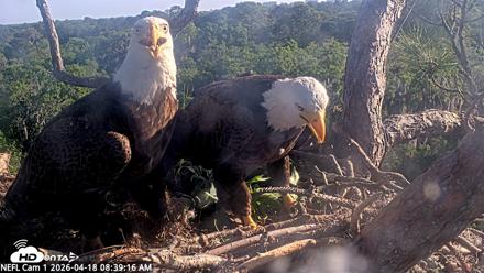 NE Florida Eagles Live Webcam - Apr 18, 2026, 8:40am EDT