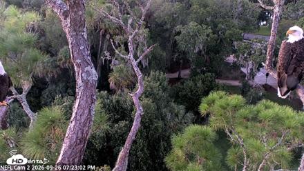 NE Florida Eagles Live Webcam - Sep 26, 2026, 7:23pm EDT
