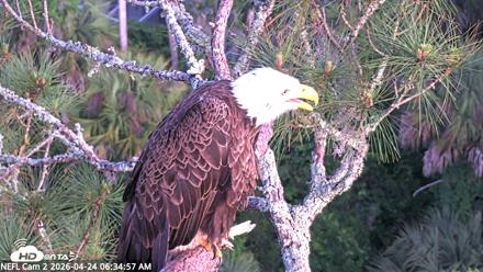 NE Florida Eagles Live Webcam - Apr 24, 2026, 6:35am EDT