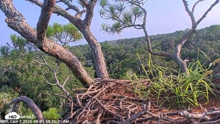 NE Florida Eagles Live Webcam - Aug 1, 2026, 8:37am EDT