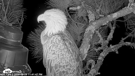 NE Florida Eagles Live Webcam - Aug 29, 2026, 11:42pm EDT