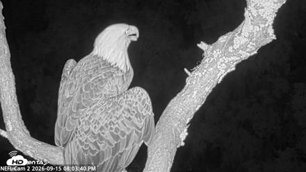 NE Florida Eagles Live Webcam - Sep 15, 2026, 8:04pm EDT