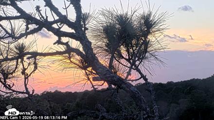 NE Florida Eagles Live Webcam - May 19, 2026, 8:14pm EDT