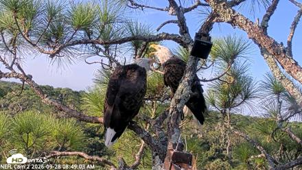 NE Florida Eagles Live Webcam - Sep 28, 2026, 8:49am EDT