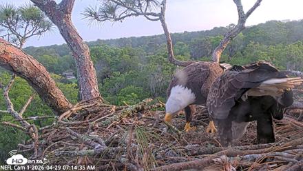 NE Florida Eagles Live Webcam - Apr 29, 2026, 7:15am EDT