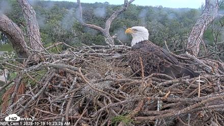 NE Florida Eagles Live Webcam - Oct 19, 2026, 10:24am EDT