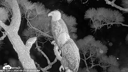 NE Florida Eagles Live Webcam - Sep 22, 2026, 7:56pm EDT