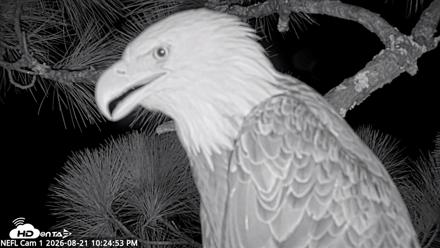 NE Florida Eagles Live Webcam - Aug 21, 2026, 10:25pm EDT