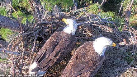 NE Florida Eagles Live Webcam - Nov 10, 2025, 8:35am EST
