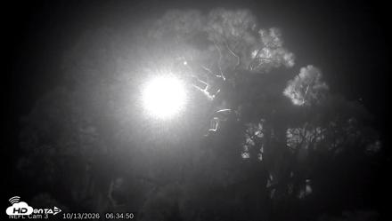 NE Florida Eagles Live Webcam - Oct 13, 2026, 6:35am EDT