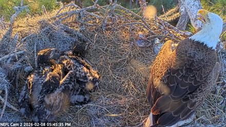 NE Florida Eagles Live Webcam - Feb 8, 2026, 5:46pm EST