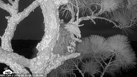 NE Florida Eagles Live Webcam - Aug 25, 2026, 8:12pm EDT