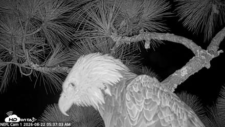 NE Florida Eagles Live Webcam - Aug 22, 2026, 5:37am EDT