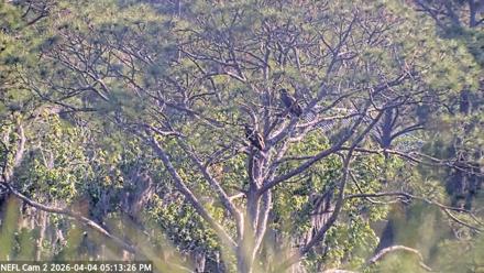 NE Florida Eagles Live Webcam - Apr 4, 2026, 5:14pm EDT
