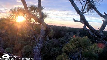 NE Florida Eagles Live Webcam - Oct 11, 2026, 6:49pm EDT