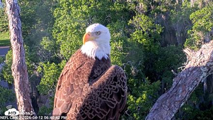 NE Florida Eagles Live Webcam - Apr 12, 2026, 6:41pm EDT