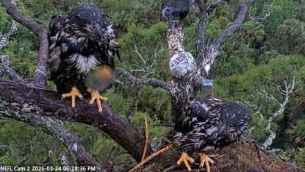 NE Florida Eagles Live Webcam - Mar 24, 2026, 6:29pm EDT
