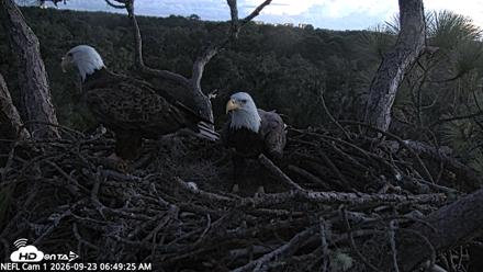 NE Florida Eagles Live Webcam - Sep 23, 2026, 6:50am EDT