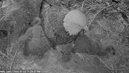 NE Florida Eagles Live Webcam - Jan 22, 2026, 11:26pm EST