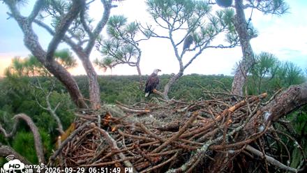NE Florida Eagles Live Webcam - Sep 29, 2026, 6:52pm EDT