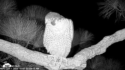NE Florida Eagles Live Webcam - Oct 7, 2026, 2:10am EDT