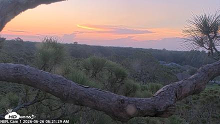 NE Florida Eagles Live Webcam - Jun 26, 2026, 6:22am EDT