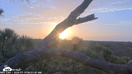 NE Florida Eagles Live Webcam - Jul 19, 2026, 6:52am EDT