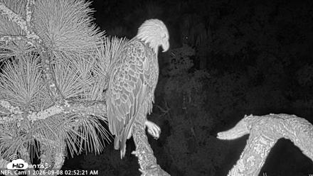 NE Florida Eagles Live Webcam - Sep 8, 2026, 2:53am EDT