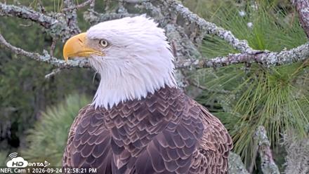 NE Florida Eagles Live Webcam - Sep 24, 2026, 12:59pm EDT