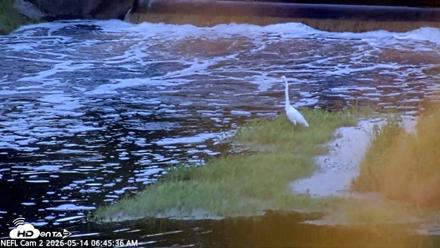 NE Florida Eagles Live Webcam - May 14, 2026, 6:46am EDT