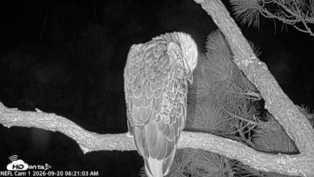 NE Florida Eagles Live Webcam - Sep 20, 2026, 6:23am EDT