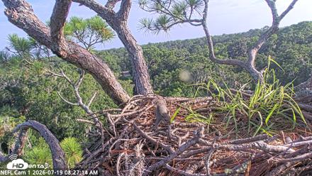 NE Florida Eagles Live Webcam - Jul 19, 2026, 8:28am EDT