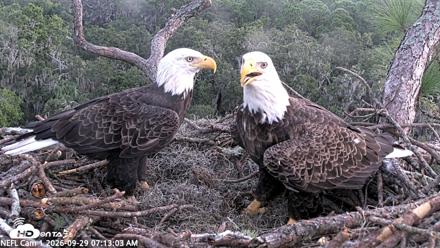 NE Florida Eagles Live Webcam - Sep 29, 2026, 7:13am EDT