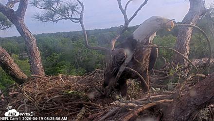 NE Florida Eagles Live Webcam - Apr 19, 2026, 8:26am EDT