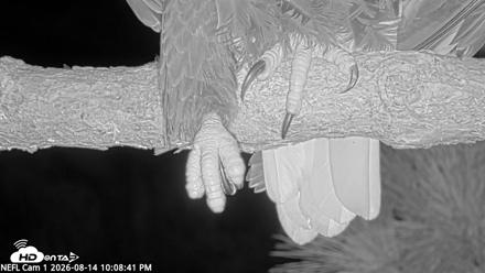 NE Florida Eagles Live Webcam - Aug 14, 2026, 10:09pm EDT