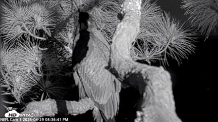 NE Florida Eagles Live Webcam - Apr 29, 2026, 8:37pm EDT