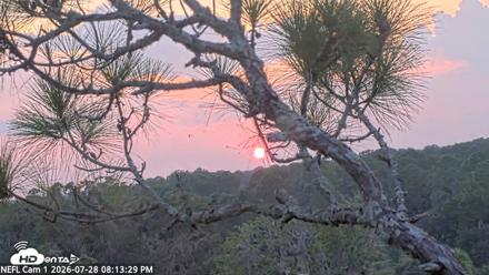 NE Florida Eagles Live Webcam - Jul 28, 2026, 8:14pm EDT