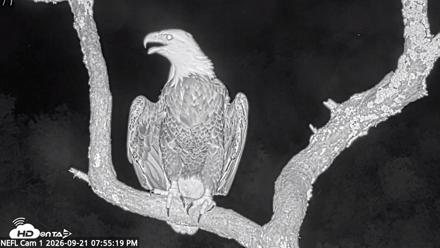 NE Florida Eagles Live Webcam - Sep 21, 2026, 7:57pm EDT
