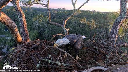 NE Florida Eagles Live Webcam - Sep 6, 2026, 7:17am EDT