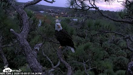NE Florida Eagles Live Webcam - Oct 9, 2026, 7:15pm EDT