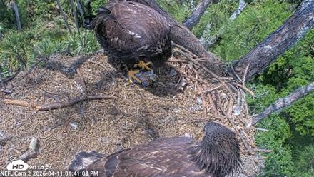 NE Florida Eagles Live Webcam - Apr 11, 2026, 1:41pm EDT