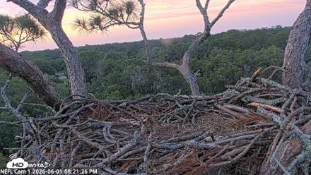 NE Florida Eagles Live Webcam - Jun 1, 2026, 8:22pm EDT
