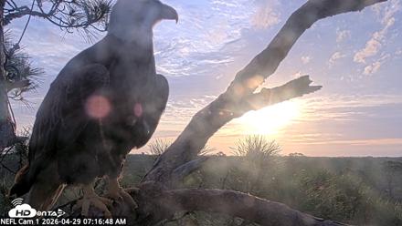 NE Florida Eagles Live Webcam - Apr 29, 2026, 7:17am EDT