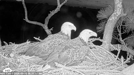 NE Florida Eagles Live Webcam - Sep 16, 2026, 6:38am EDT