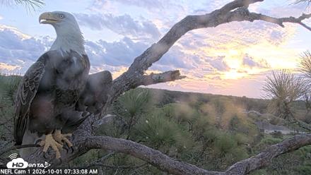 NE Florida Eagles Live Webcam - Oct 1, 2026, 7:34am EDT