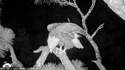 NE Florida Eagles Live Webcam - Sep 6, 2026, 12:28am EDT