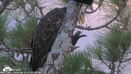 NE Florida Eagles Live Webcam - Aug 19, 2026, 7:58pm EDT