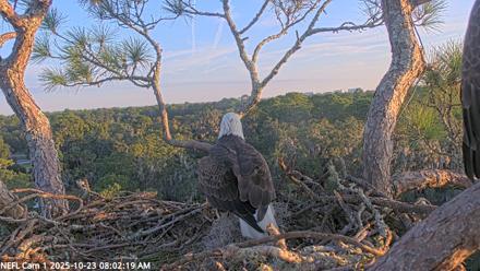 NE Florida Eagles Live Webcam - Oct 23, 2025, 8:03am EDT