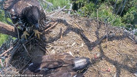 NE Florida Eagles Live Webcam - Apr 5, 2026, 3:05pm EDT