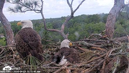 NE Florida Eagles Live Webcam - Apr 27, 2026, 10:13am EDT